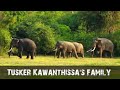 Tusker Kawanthissa's family | Galgamuwa Sri Lanka 🇱🇰