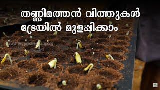 കരിഞ്ചാപ്പാടി തണ്ണിമത്തന്‍ കൃഷി | Watermelon Farming | Seeding Tips