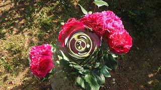 Sony Cyber-shot RX-100M5 [ 4K動画 ] 「Beautiful rose i my garden. 魅惑のバラ」。