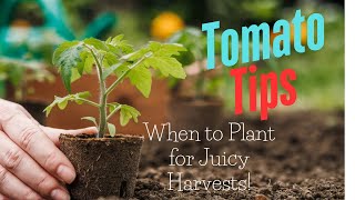 Tomato Tips: When to Plant for Juicy Harvests