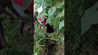 Rescuing cow from a small canal ചേച്ചിമാരും രഘുവും ചേർന്ന് പശുക്കുട്ടിയെ പുറത്തെടുക്കുന്നു