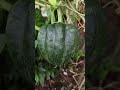 Male squash flower #viralvideo #viralshorts