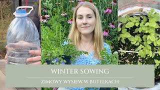 Winter sowing | zimowy wysiew w butelkach od A do Z | moje doświadczenia