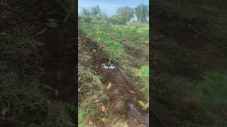 drip irrigation for papaya