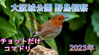 2023/4/13 大阪城公園 野鳥観察【チョットだけコマドリ】