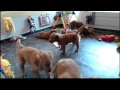 Golden Retriever Puppy Cam Live Stream