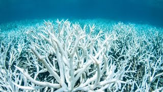 Extreme Ocean Temperatures in the Keys & Gulf of Mexico