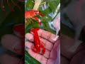 កូនបង្កងស្អាតណាស់​ lobster babylobter បង្កង​ shorts videoshort