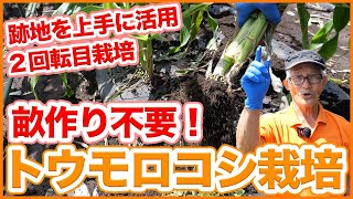 家庭菜園や農園のトウモロコシ栽培は跡地を上手く活用して2回転！土作り無しで二度植えするトウモロコシの育て方を徹底解説！【農園ライフ】