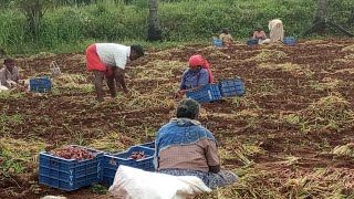 வெங்காய அறுவடை செய்யும் விவசாயிகள்