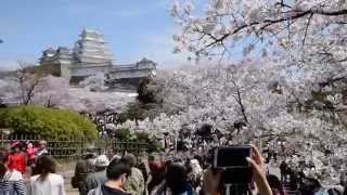 世界遺産・国宝「姫路城」を彩る満開の桜