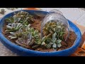 DIY||Succulent dish garden idea||Explore your hobbies!!!