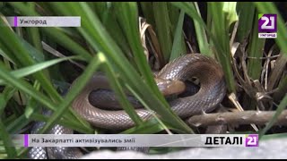 На Закарпатті активізувались змії