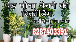 पेड़ पौधे बेचने की रिकॉर्डिंग//SR recording ☎ 8287403391