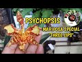 PSYCHOPSIS MARIPOSA SPECIAL 