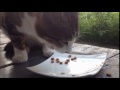 ミケちゃん：朝食は『ネコ缶とカリカリ』【tortoiseshell cat breakfast】