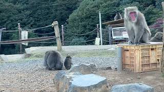 🐵脚をケガした子猿も頑張っている💕😊