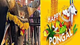 Makar Sankranti,Pongal in South India । Bangalore a Bangali 2025