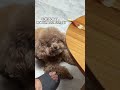 800个心眼子的摇粒绒 cute dogs toypoddle