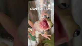 カエルの口の中がめっちゃ見える〜ww😳