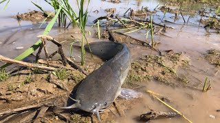 Best fishing skill-A fisherman catch fish by hand skill