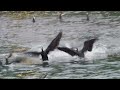 1120227 the great cormorants highly competition for fish at nei hui reaches.