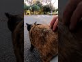 猫好きの87％が二度見する！全力で突進してくる野良猫 shorts【野良猫】