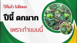 พุทราไต้หวันไม่ติดผล ลองทำแบบนี้