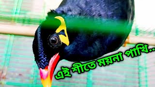 এই শীতে ময়না পাখি | Moyna bird || @MilonExpressBD