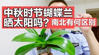 蝴蝶兰晒太阳吗？晒多久？南北有何区别？看我的实际经验