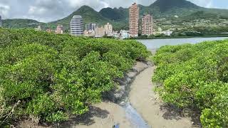 紅樹林🌳大自然 河流聲音