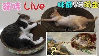 貓咪Live實況#227 暖男咪爺VS頑皮阿金，會打架嗎？結局超意外！？ 20191016 (MiMi醬＆黑妞＆阿金＆黑輪)