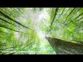 Into The Woods: 8 Hours Long Relaxation Music Video Nature Sounds