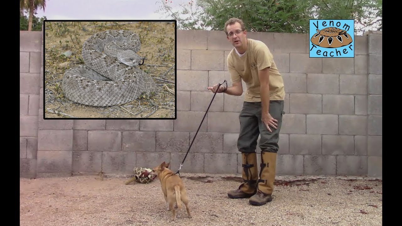 Rattlesnake Safety: Pets - YouTube