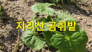 초보농부 귀농 텃밭 곰취기르기