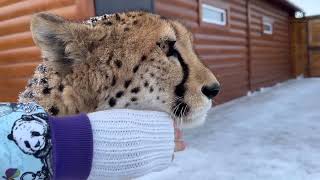 Gerda was outraged when Messi came uninvited. The New Adventures of the Cheetah and the Cougar