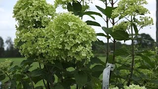 Welke soorten pluimhortensia zijn er? | Alles over de Hortensia | Tuinmanieren