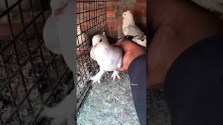 Vlog Day31❣️ #pigeon #minivlog #shortsfeed #pets #birds #vlog #viralvideo #golukagyan