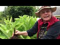 elecampane rooted cuttings tutorial