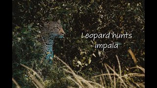 Leopard hunts an impala in the Masai Mara - No commentary