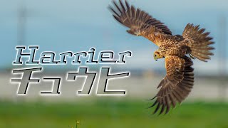 【垂直離着陸できる猛禽】チュウヒ Harrier ハリアー