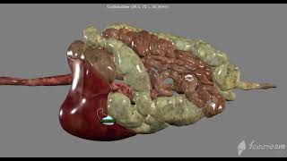 Major organs of the Digestive System on the Anatomage Table