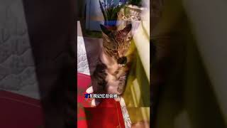 猫咪版MV《难渡半生》