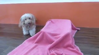 プク布かけハウス☆犬のようちえん高槻教室