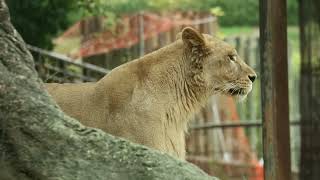 【ライオンクレイ】山の上で作業している人を見て後、飼育員さんを探して柵を覗いたりする2024年12月13日とべ動物園