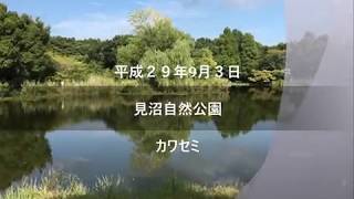 カワセミ　見沼自然公園