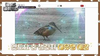 [애니퀴즈] 춤신춤왕 멧도요의 댄스바운스 [동물은 훌륭하다] | KBS 250203 방송