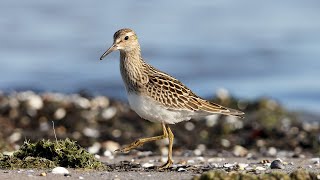 Pectoral Sandpiper