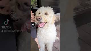 【犬の反応】ラブラドゥードルから苦情がありました😓【大型犬dog Labradoodle】