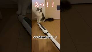 掃除機に慌てて逃げる猫　#cat #ねこ #ノルウェージャンフォレストキャット